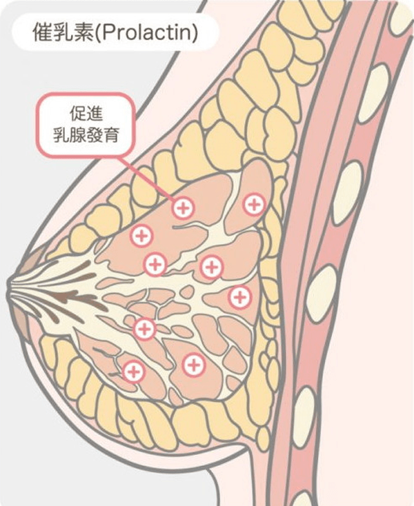 性激素六項(xiàng)包括催乳激素